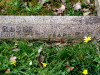 Inscription