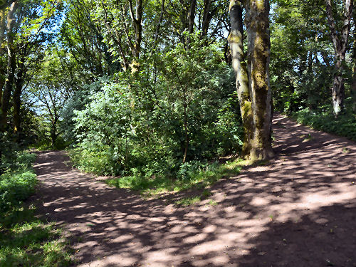 Woodland